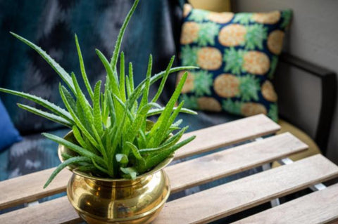 Skin care: how to use aloe vera daily on your skin